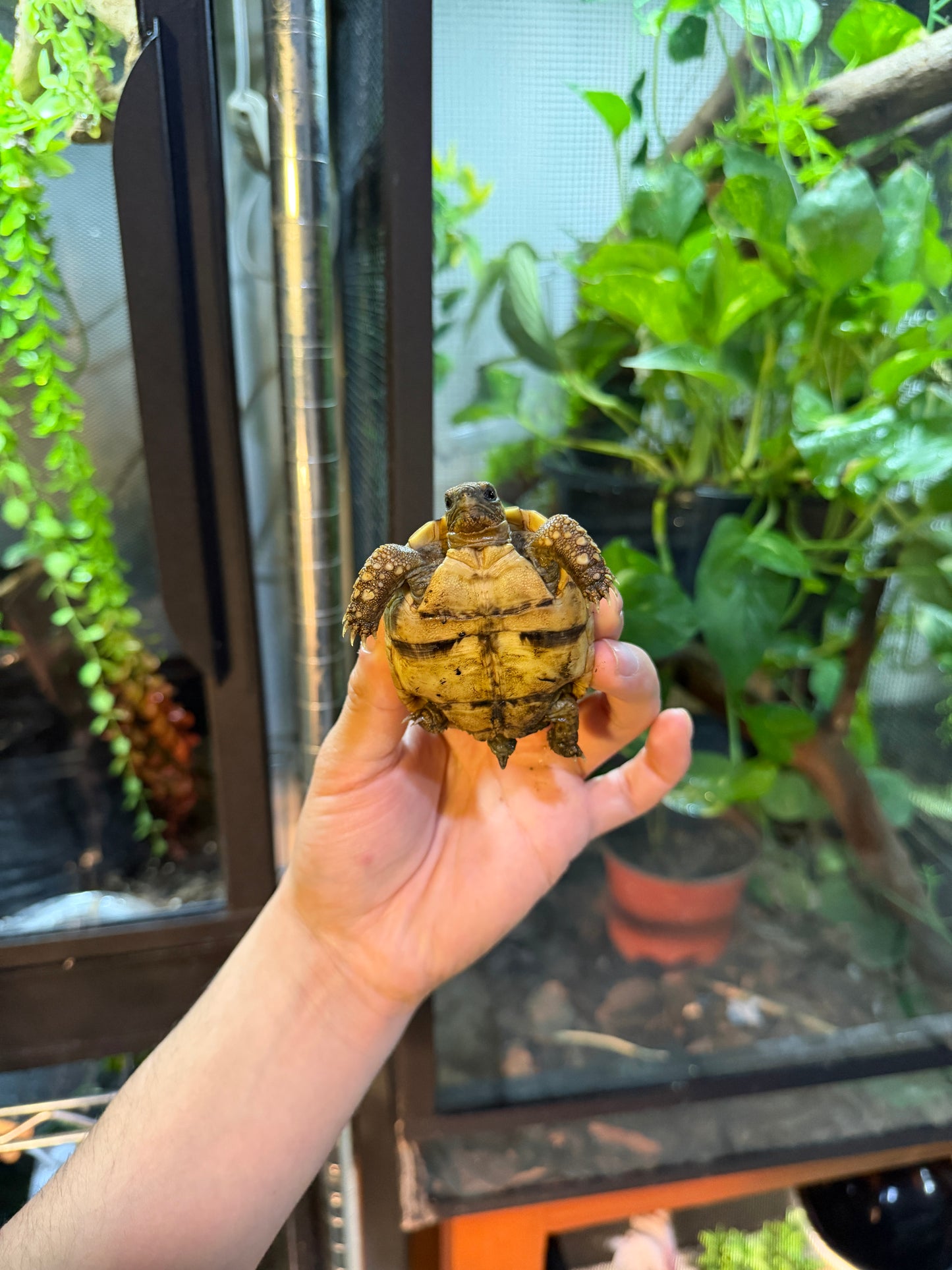 TORTUGA LEOPARDO 7 (Stigmochelys pardalis) CITES2025