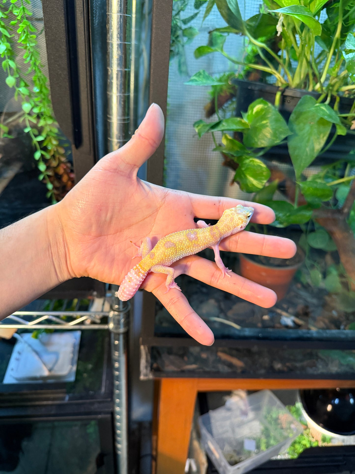 GECKO LEOPARDO RAPTOR PH BLIZZARD 122