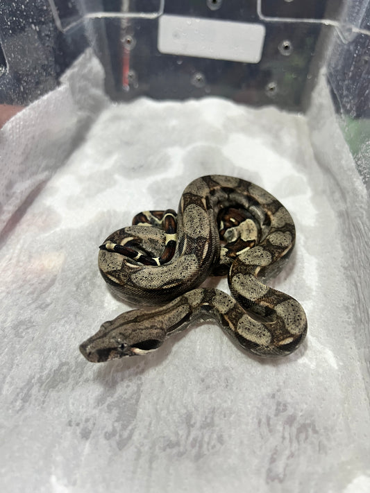 BOA COLOMBIANA 50% HET KHAL ANERY HEMBRA 19/49