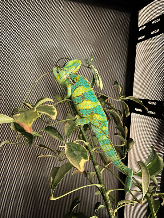 CAMALEÓN DE VELO ADULTO TURQUESA