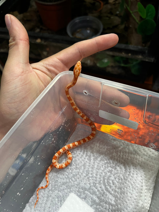 SERPIENTE MAICERA AMEL HEMBRA 26