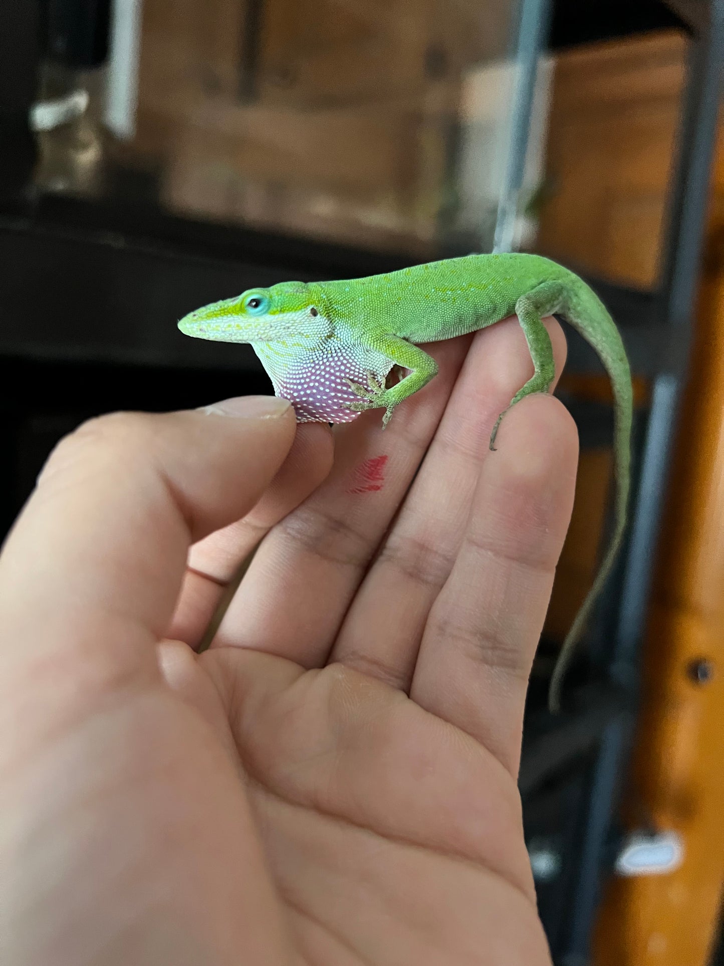 ANOLES VERDES