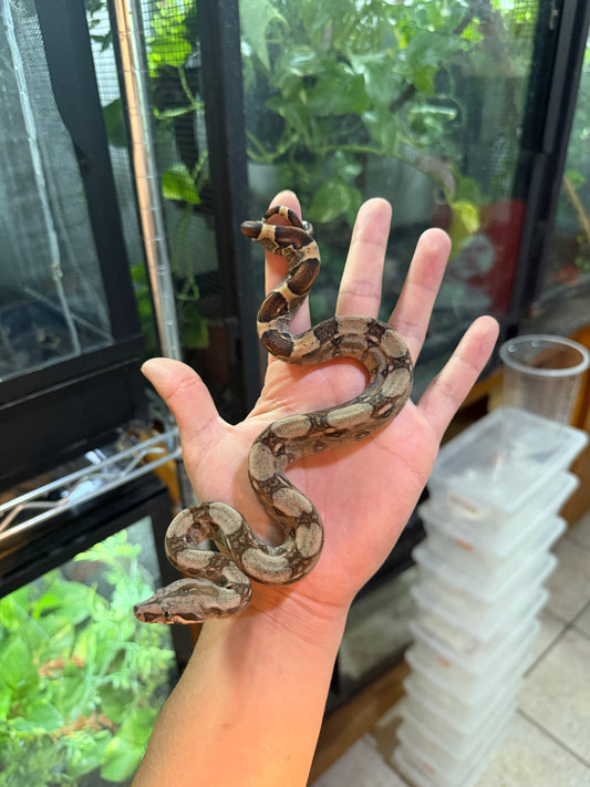 BOA COLOMBIANA NOMINAL 100% HET ANERY 50% HET ALBINO KHAL MACHO