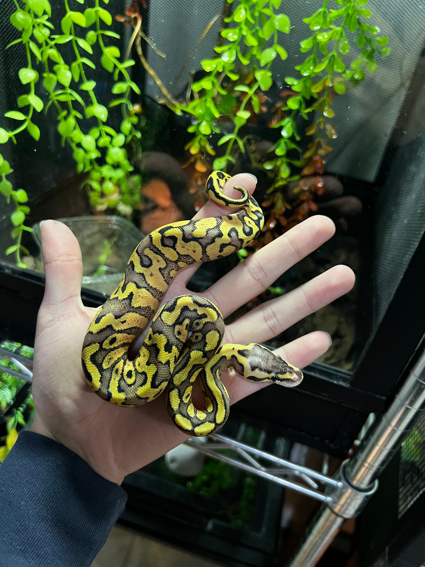 SÚPER PASTEL HET CLOWN 35