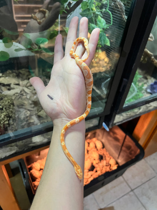 Serpiente Maicera sunkissed