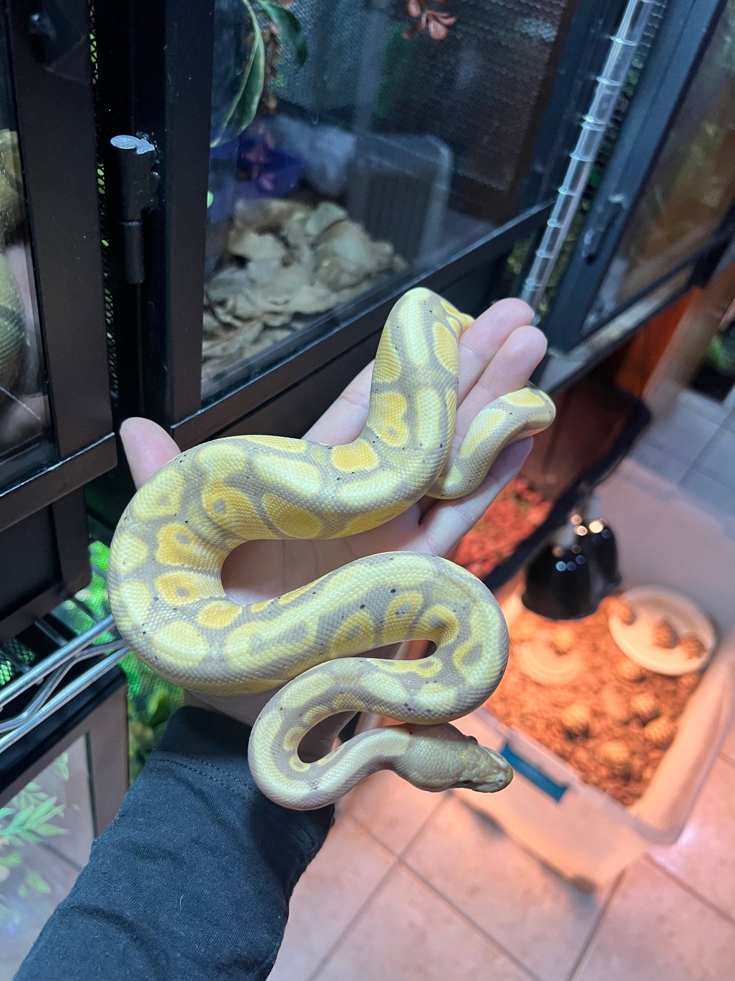 PITÓN BOLA BANANA 13