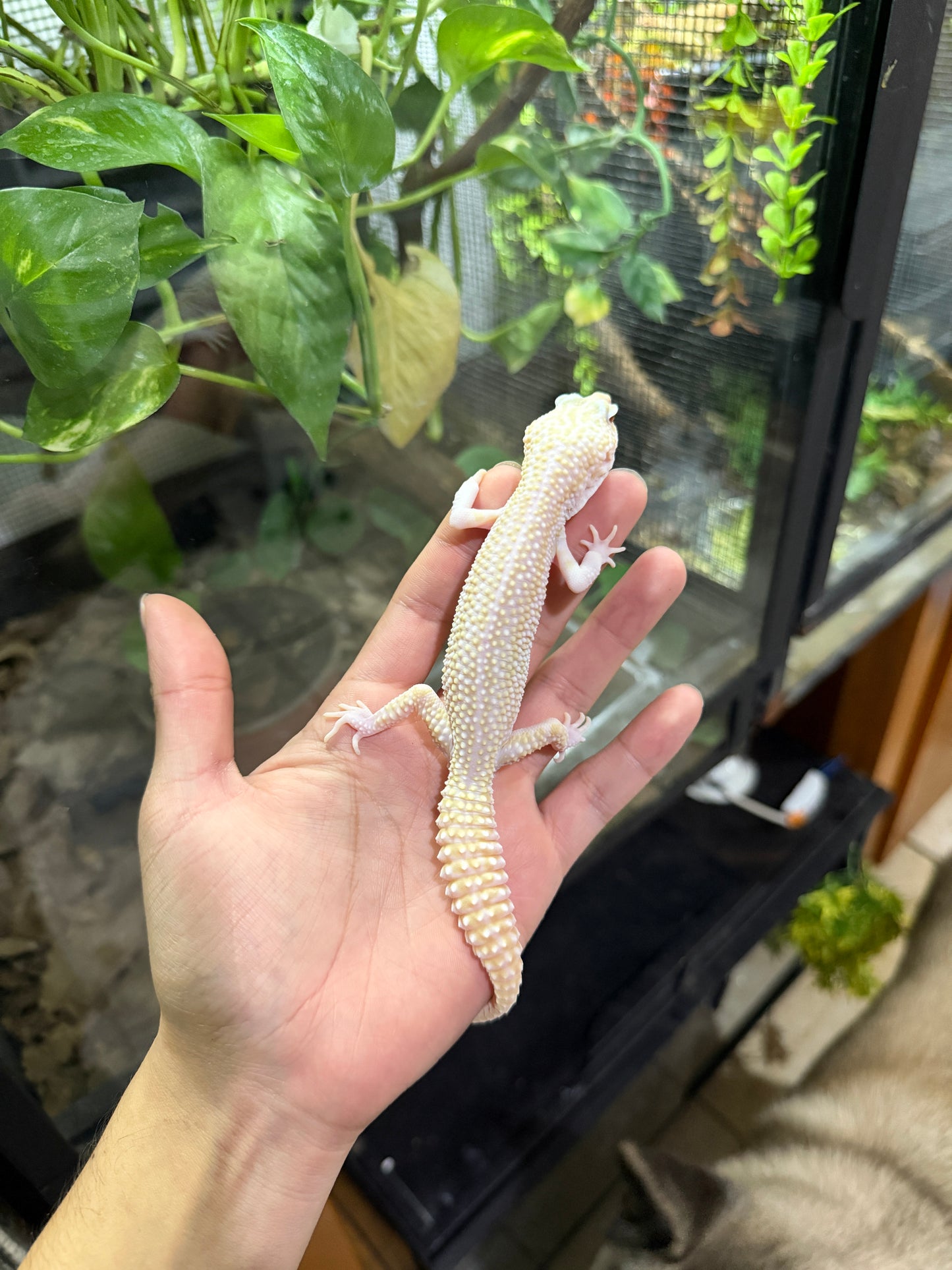 GECKO LEOPARDO W&Y super snow tremper het eclipse macho 1