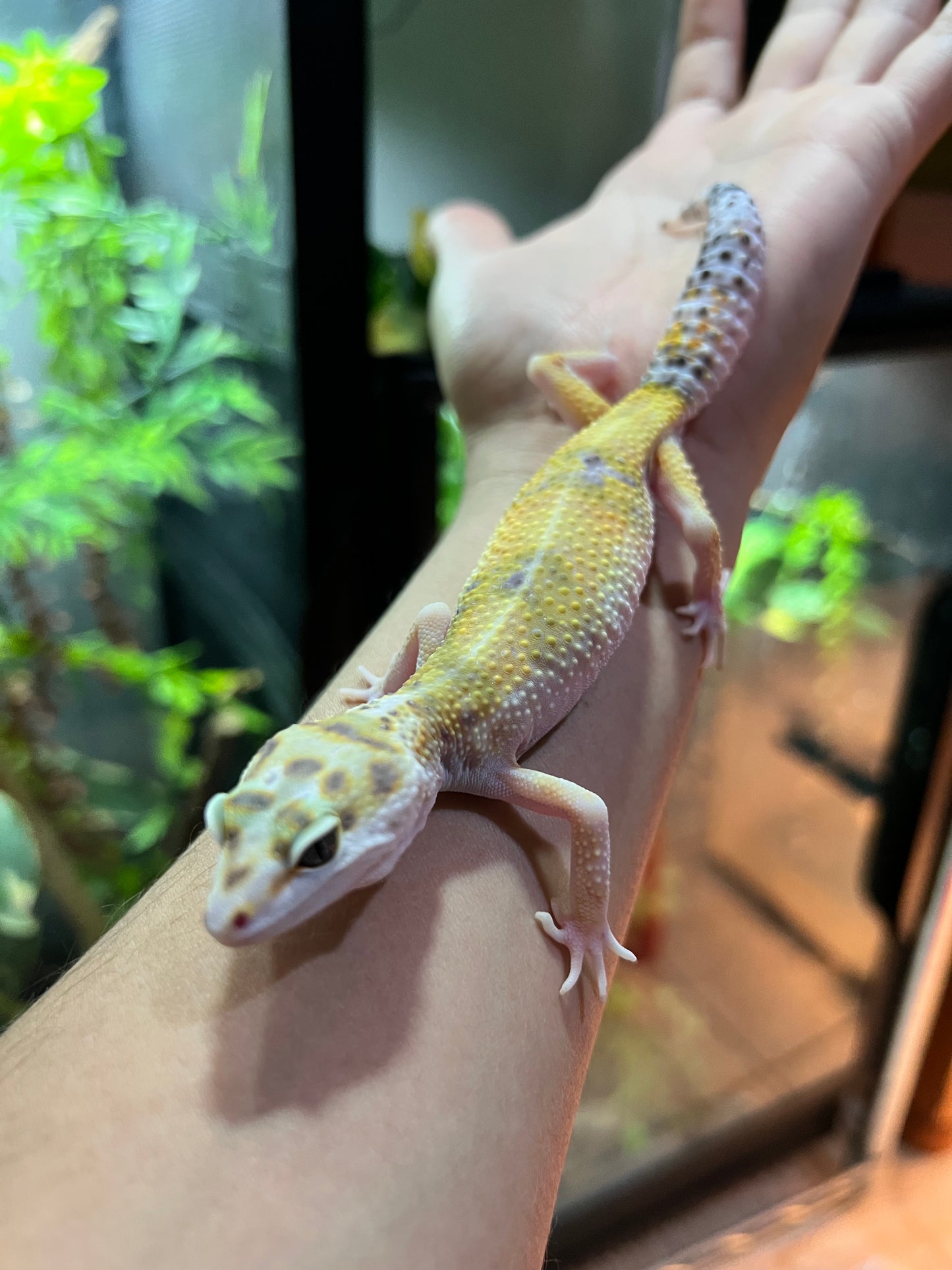 HYPO TANGERINE HEMBRA 12