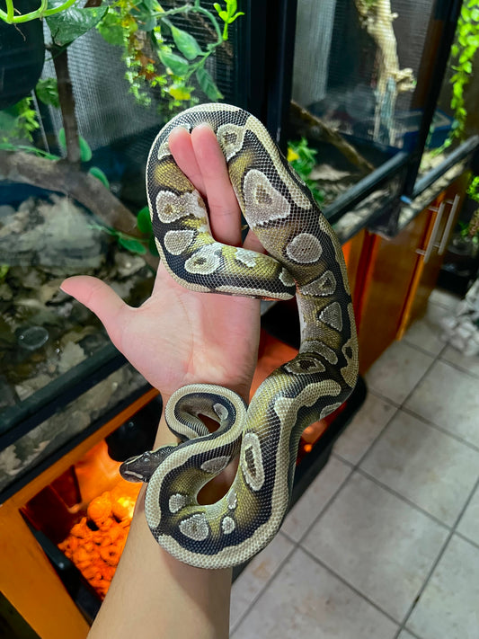 MOJAVE HEMBRA JUVENIL