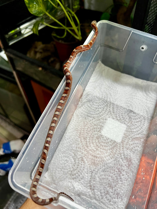 SERPIENTE MAICERA MIAMI HEMBRA 7