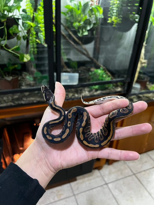 BLACK PASTEL HEMBRA 59