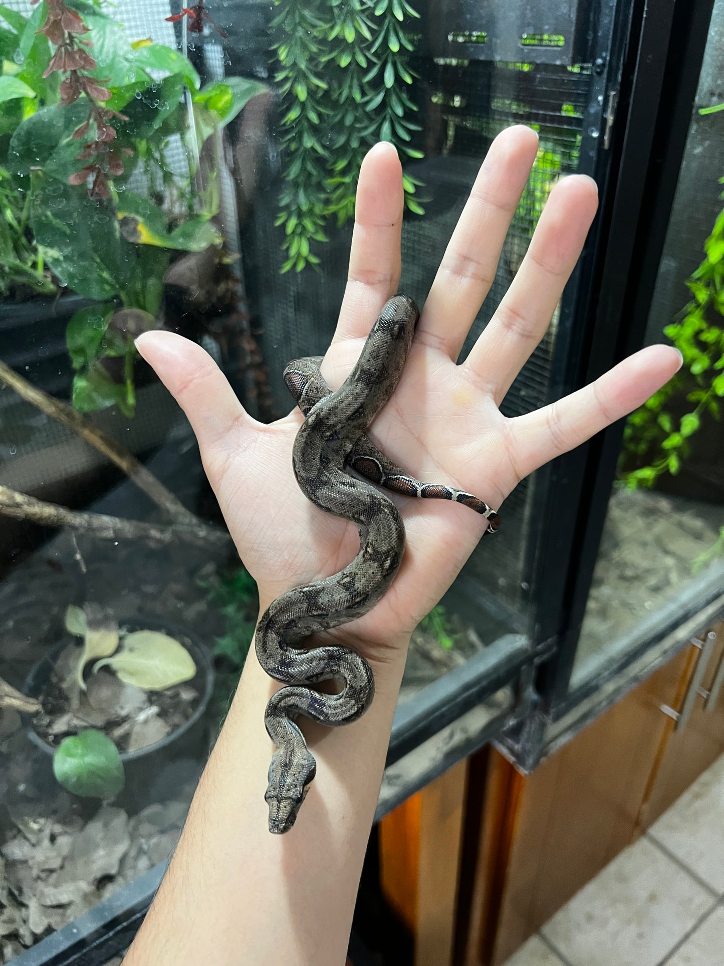 BOA MEXICANA LOCALIDAD VERACRUZ MACHO 81