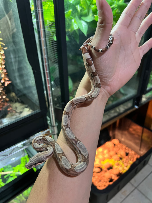 BOA COLOMBIANA HYPO 50% het KHAL ANERY MACHO 18/49