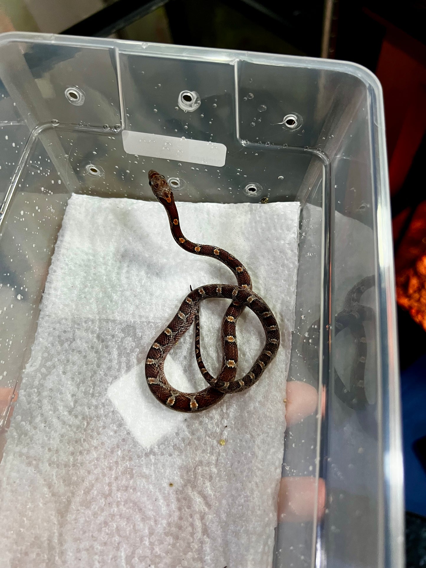 SERPIENTE MAICERA NOMINAL MACHO 28