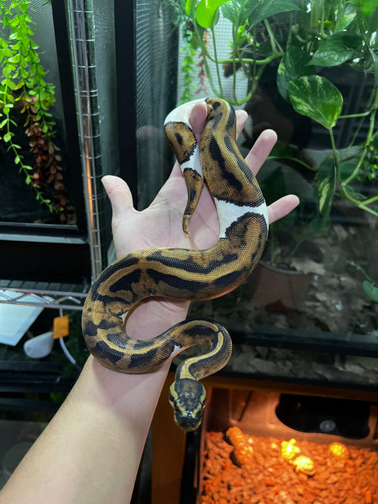 PIED HET CANDY HEMBRA JUVENIL 69