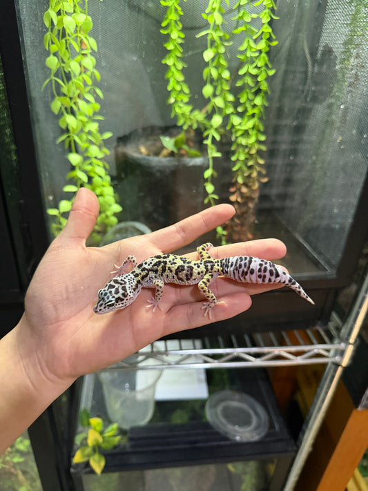 GECKO LEOPARDO MACK SNOW HEMBRA 6329
