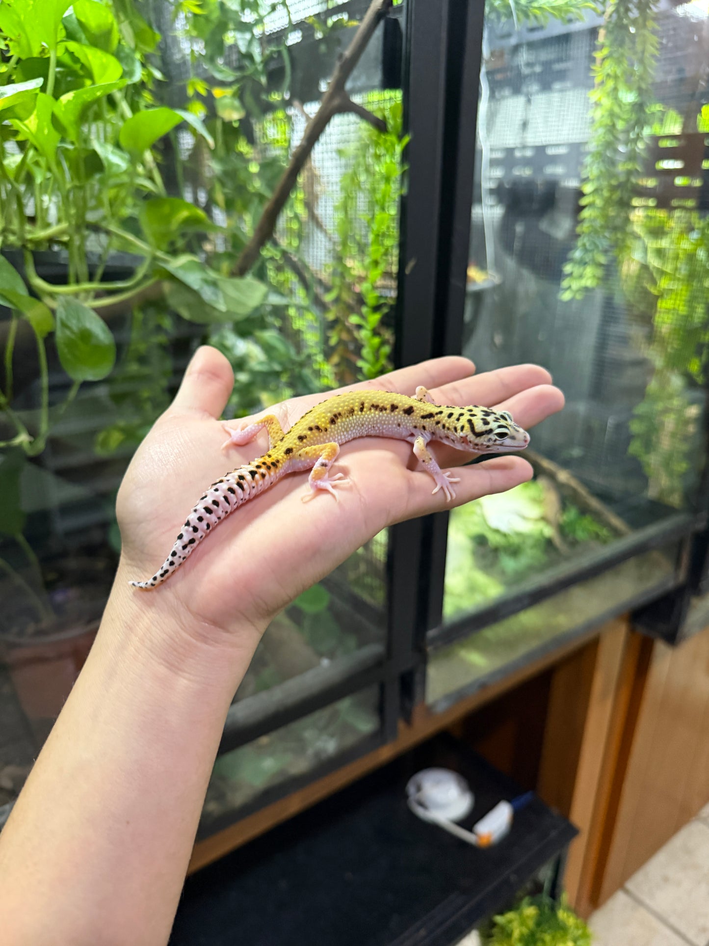Gecko leopardo ECLIPSE 56