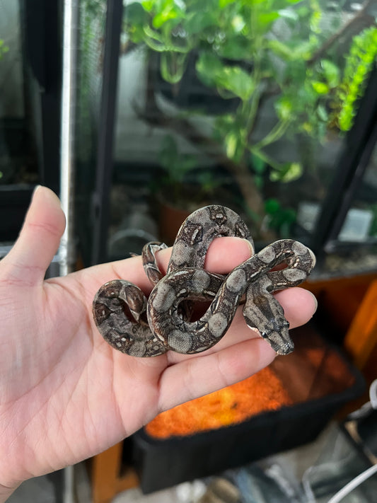 LOCALIDAD OAXACA MACHO 75