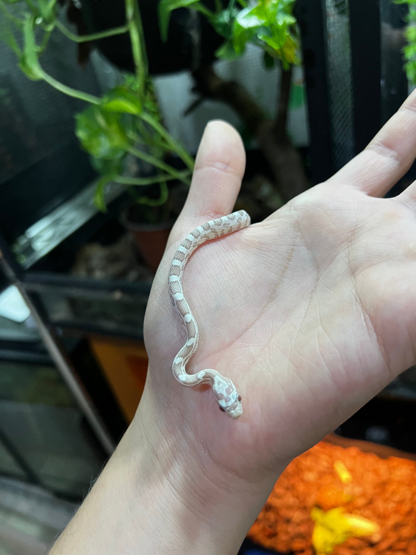 SERPIENTE MAICERA GHOST MACHO 6