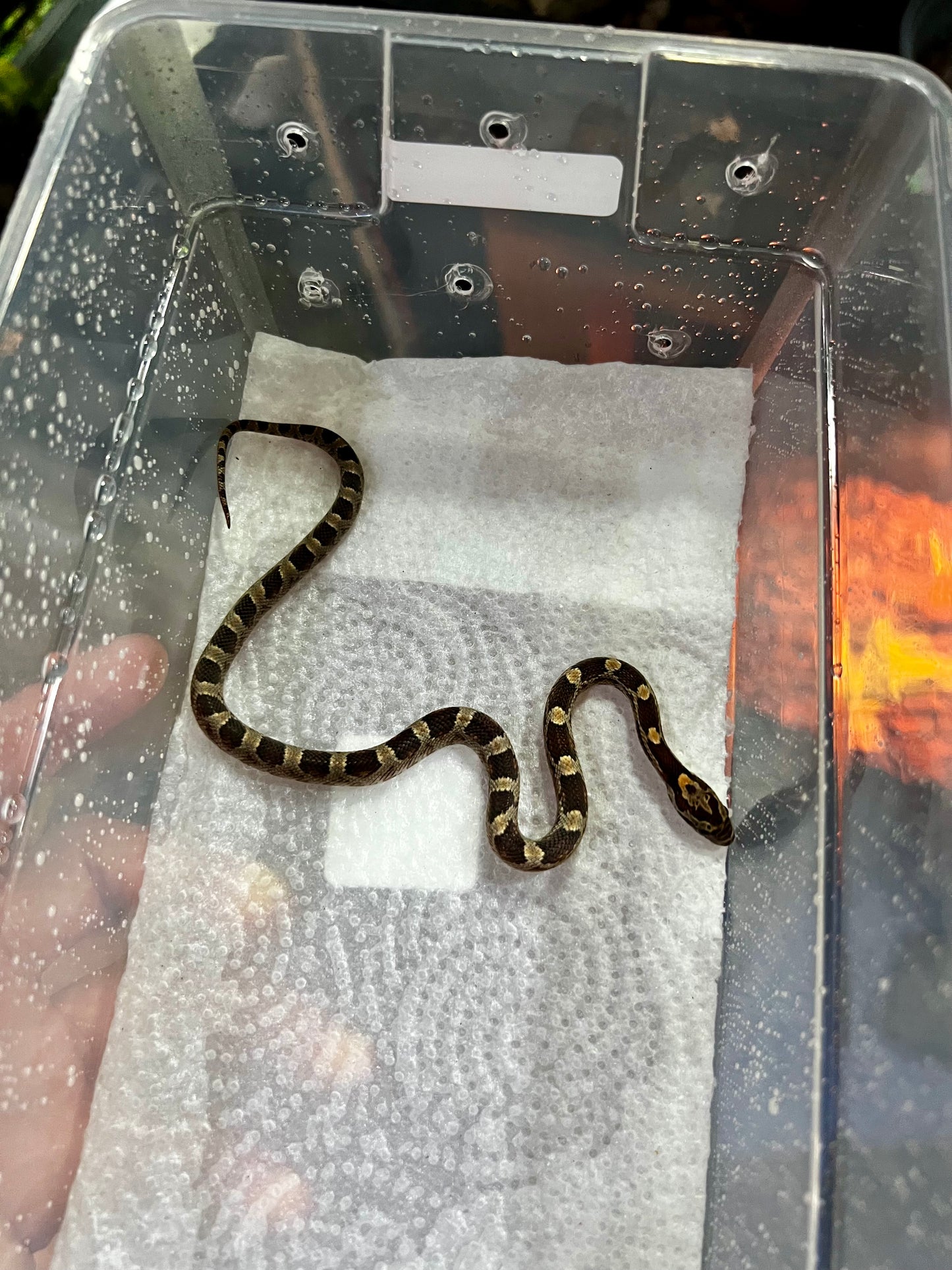 SERPIENTE MAICERA NOMINAL HEMBRA 21