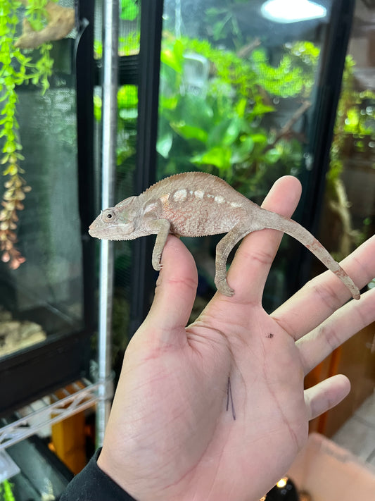 CAMALEÓN PANTERA RBBB JUVENIL HEMBRA 22