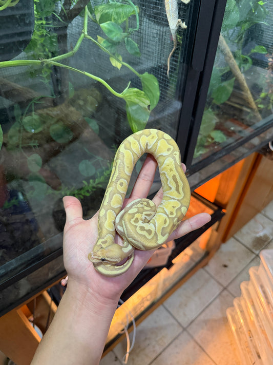 PITÓN BOLA BANANA LESSER MACHO 5