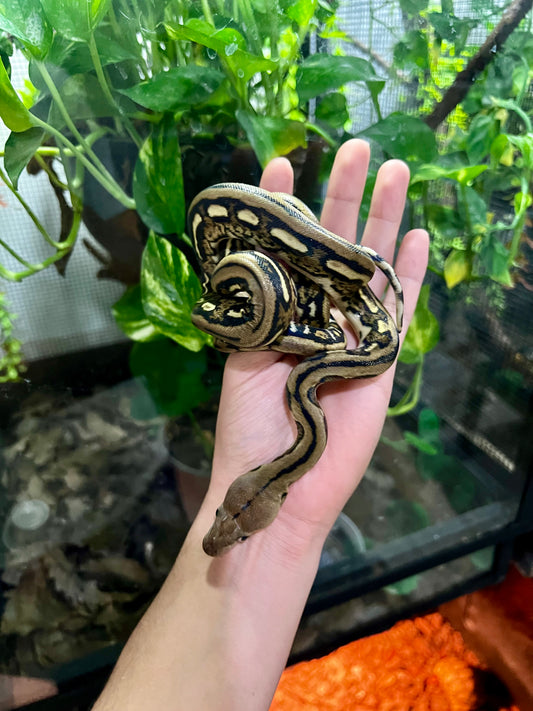 PITON RETICULADA TIGER 100% HET PIED HEMBRA 50cm aprox. 04-06