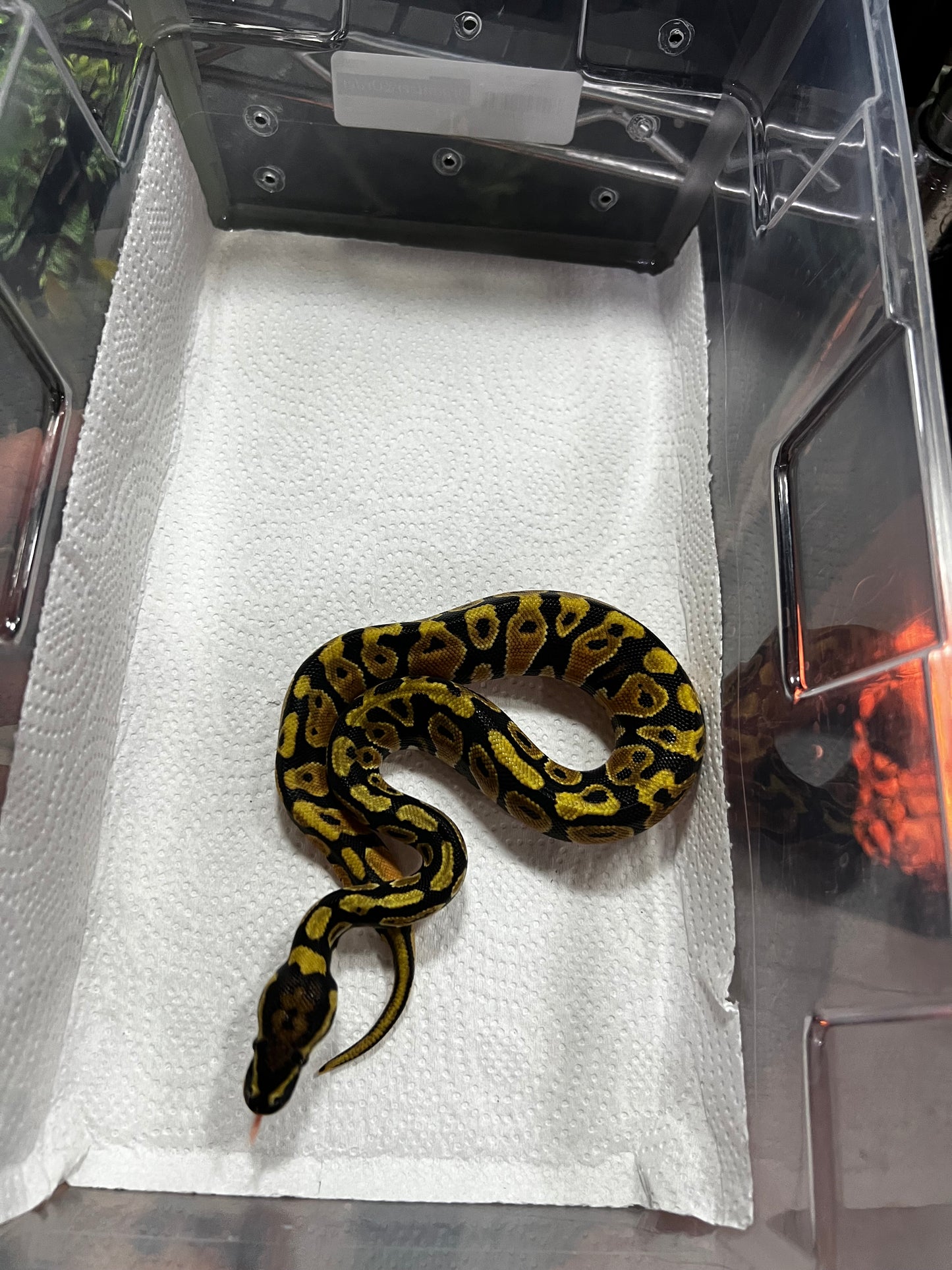 SPOTNOSE MACHO 49