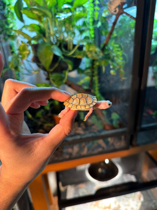 TORTUGA OREJAS ROJAS CARAMEL PINK