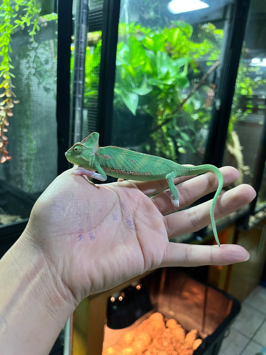 CAMALEÓN DE VELO LOW TRANSLUCENT MACHO 1