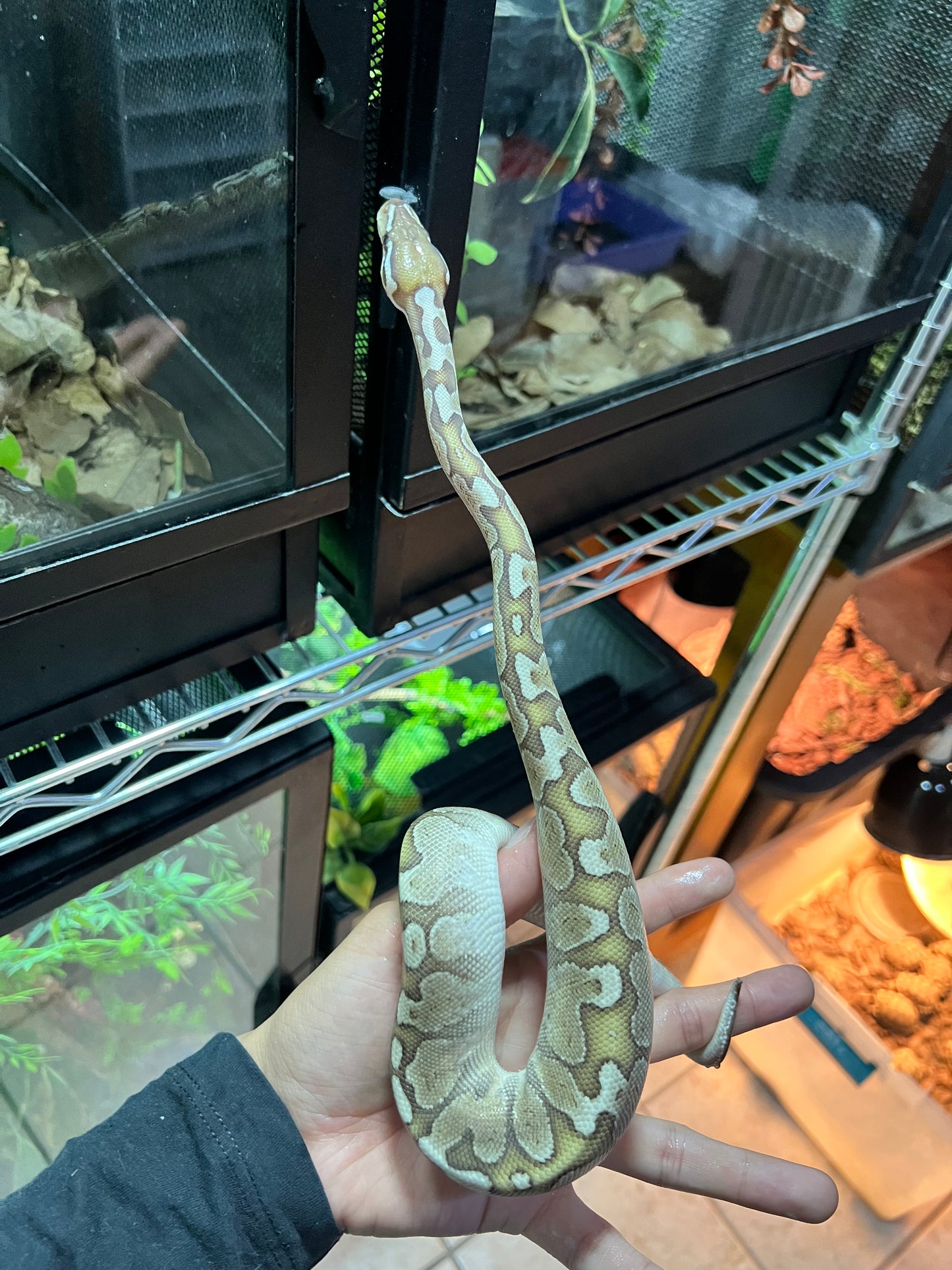 BAMBOO CINNAMON