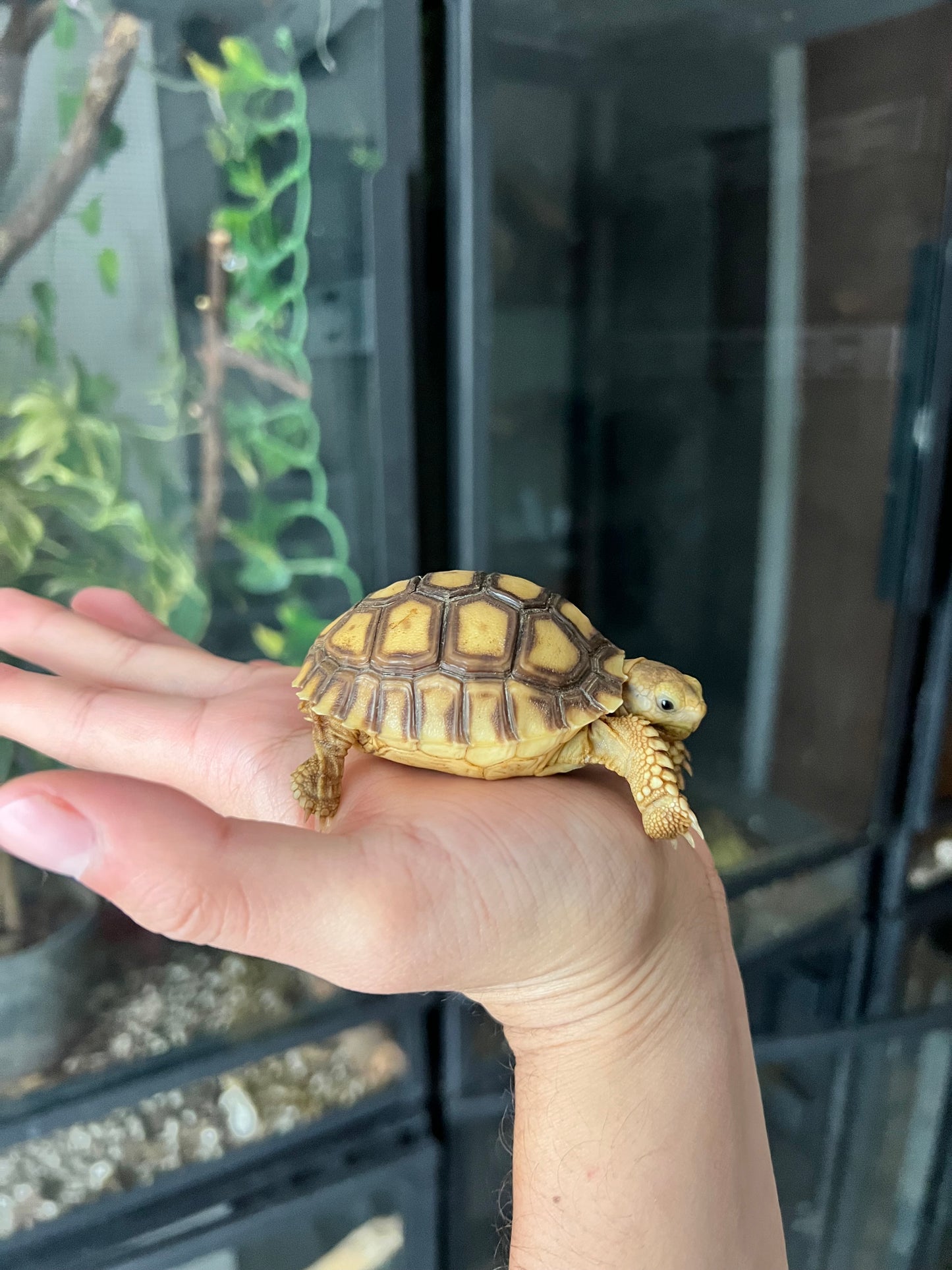 PAREJA DE TORTUGAS SULCATAS