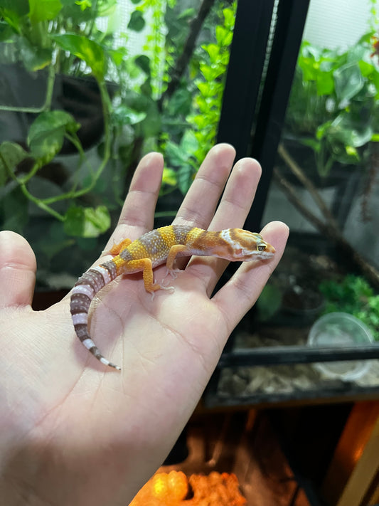 TANGERINE TREMPER 5