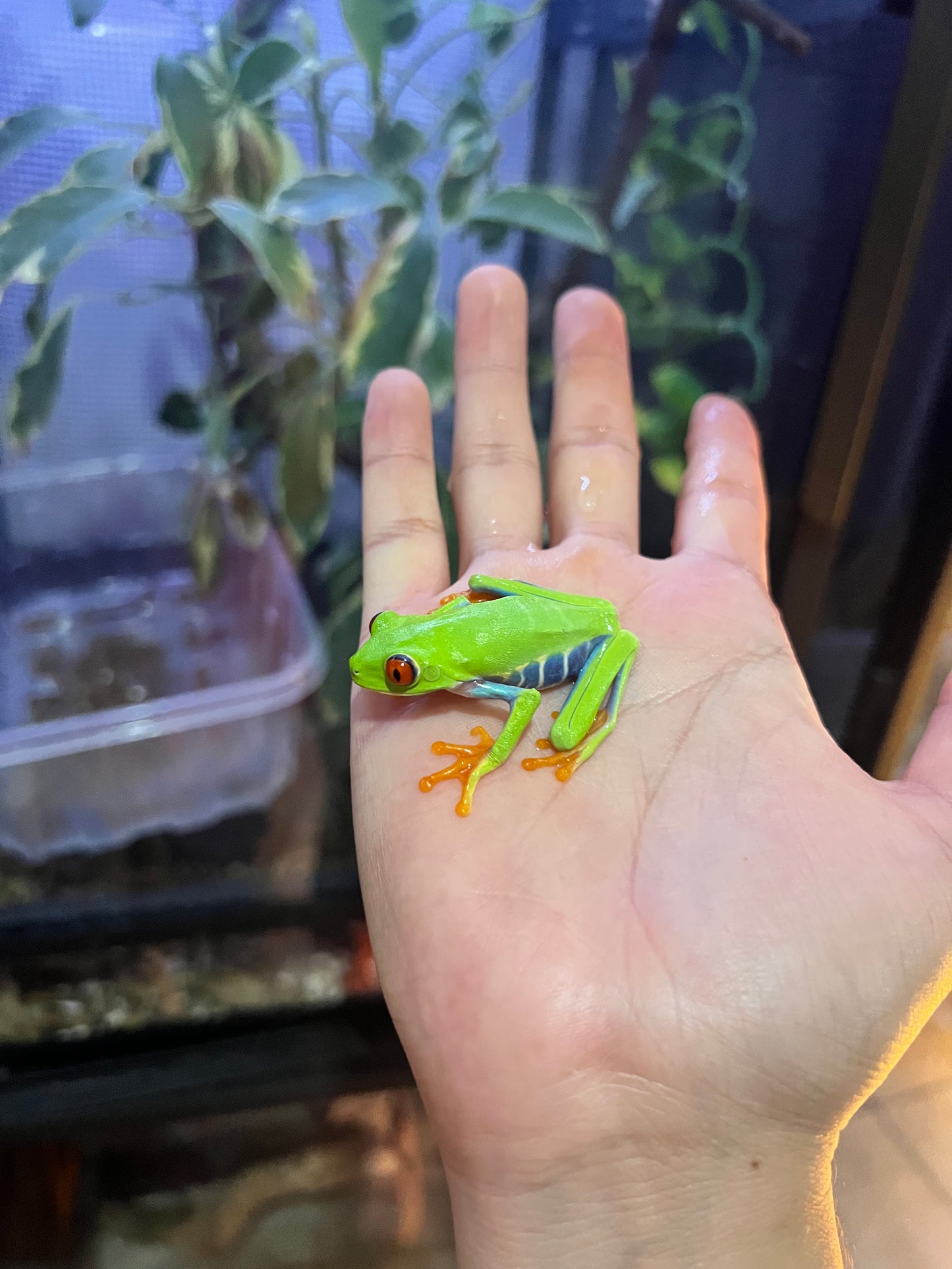 RANA OJOS ROJOS DE COSTA RICA