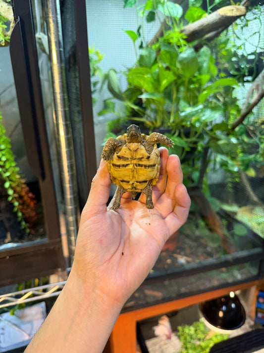 TORTUGA LEOPARDO 8 (Stigmochelys pardalis) CITES2025