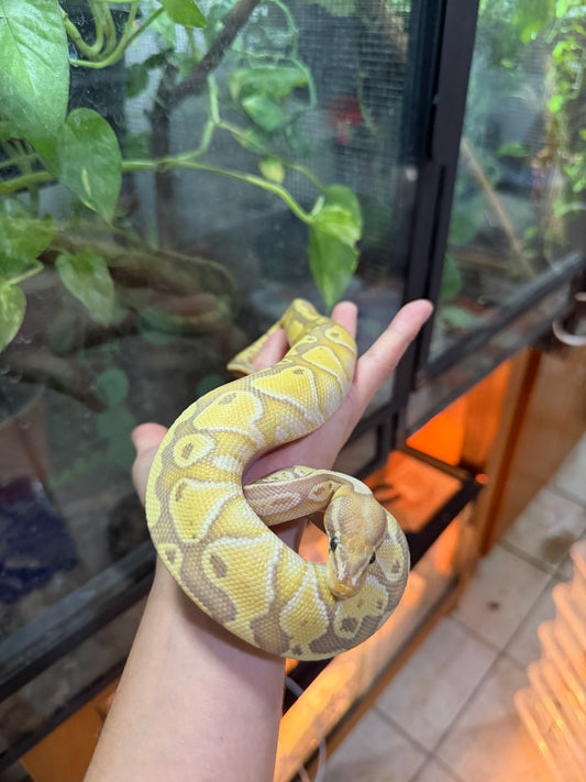 PITÓN BOLA BANANA LESSER MACHO 7