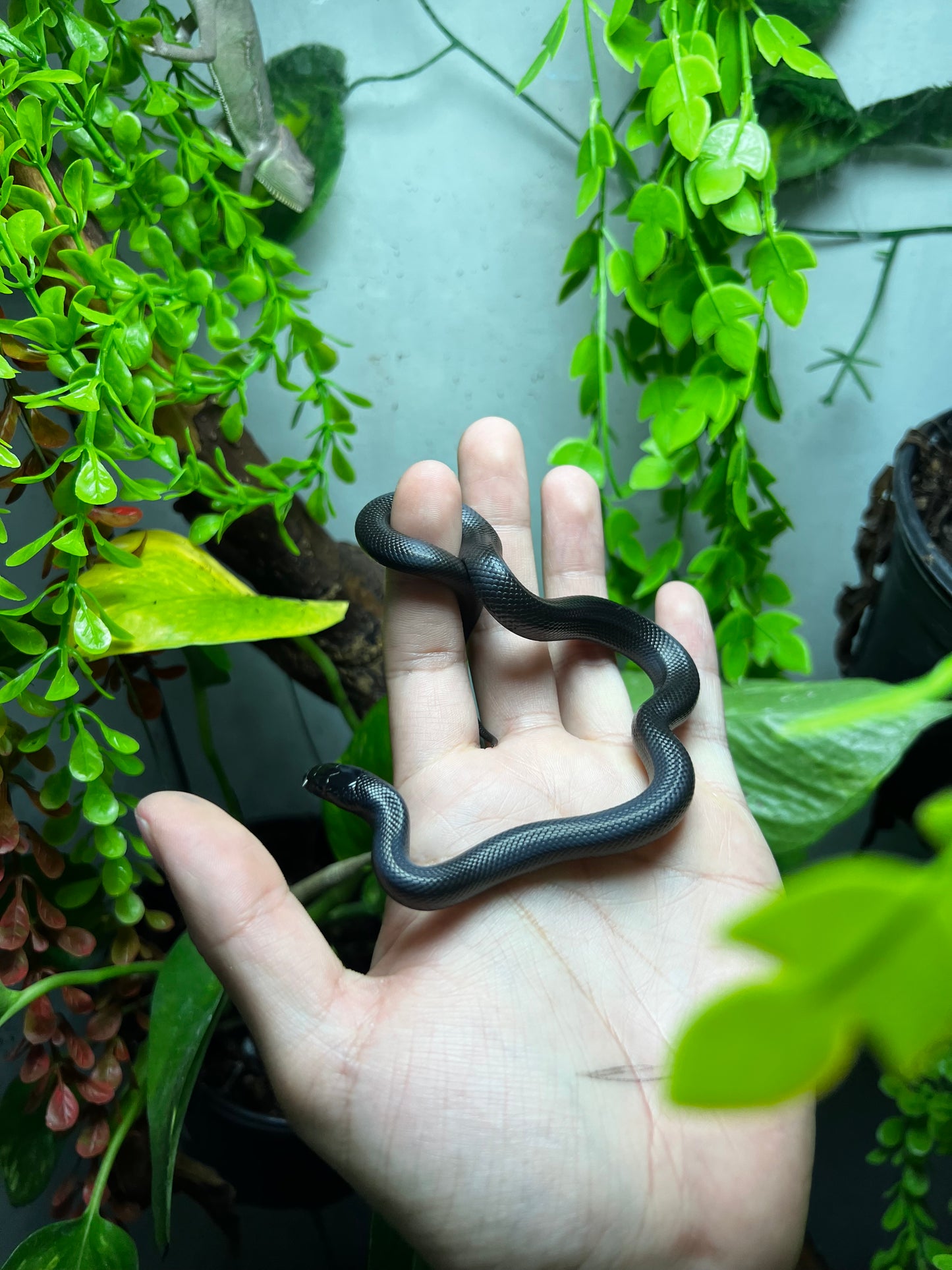 REY NEGRA MEXICANA HEMBRA 82