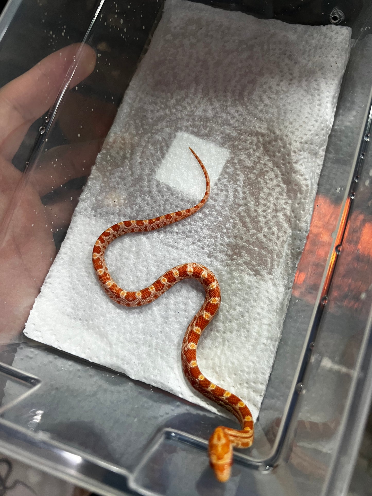 SERPIENTE MAICERA AMEL HEMBRA 26