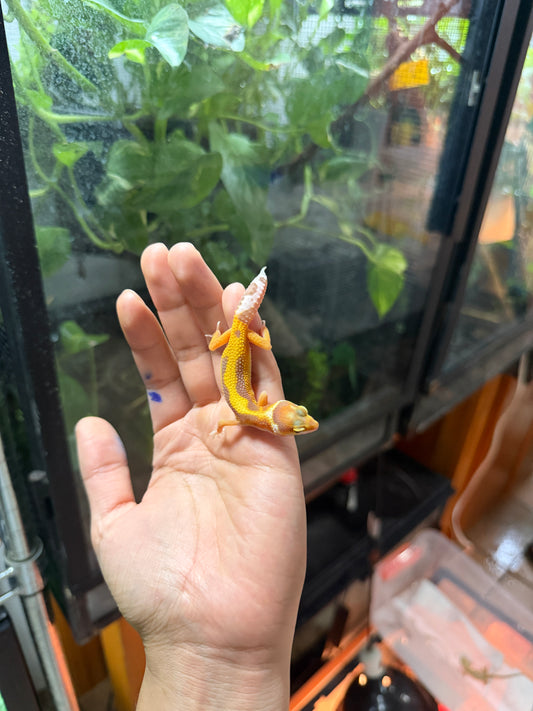 GECKO LEOPARDO TANGERINE ALBINO TREMPER REVERSE STRIPE 67
