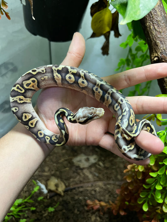 SÚPER PASTEL LEOPARD HET CLOWN MACHO 86