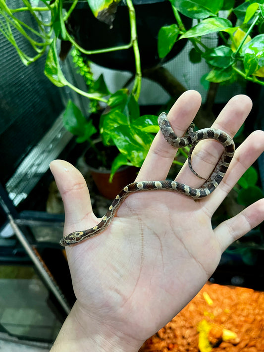 SERPIENTE MAICERA NOMINAL HEMBRA 21