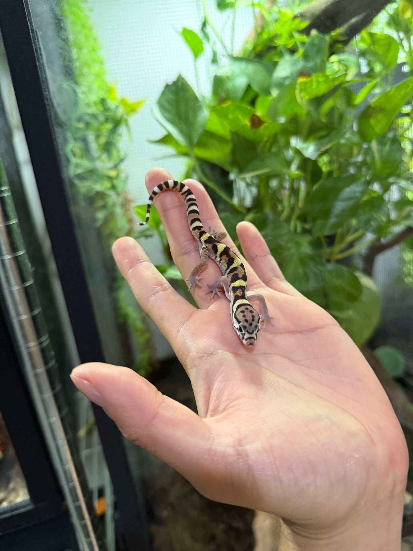 GECKO BANDEADO s/s (Coleonyx mitratus) 1