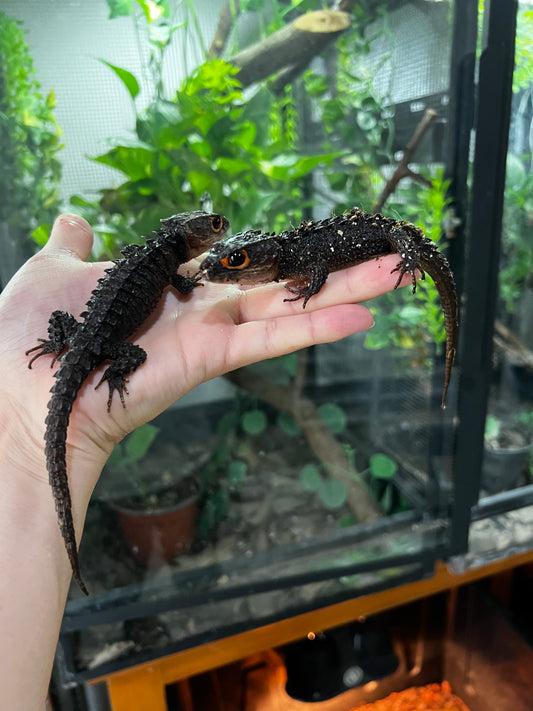 SKINK COCODRILO OJOS ROJOS