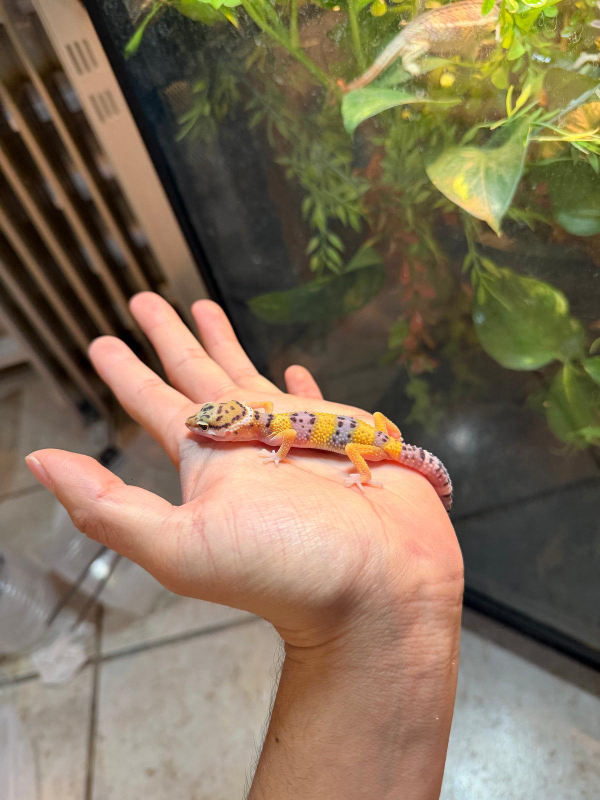 GECKO LEOPARDO HIGH YELLOW POSS HET TYPHOOM INCUBADO PARA 50/50 233
