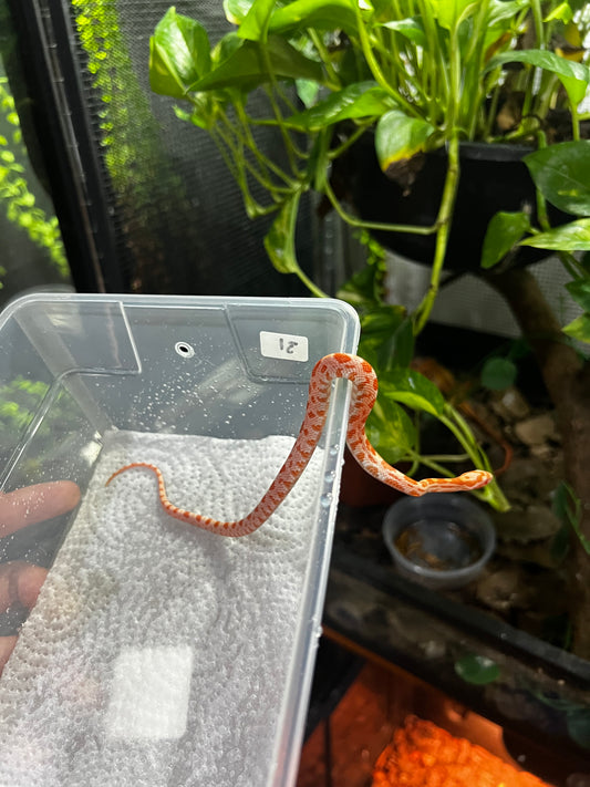 SERPIENTE MAICERA AMEL MACHO 31