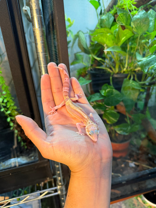 GECKO LEOPARDO TYPHOON 095