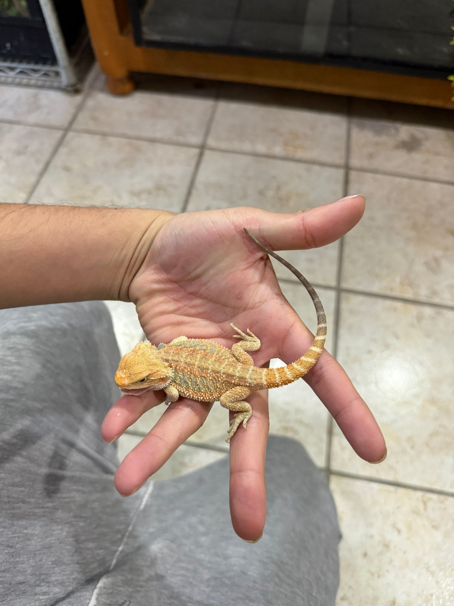 DRAGÓN BARBUDO HYPO JUVENIL 8