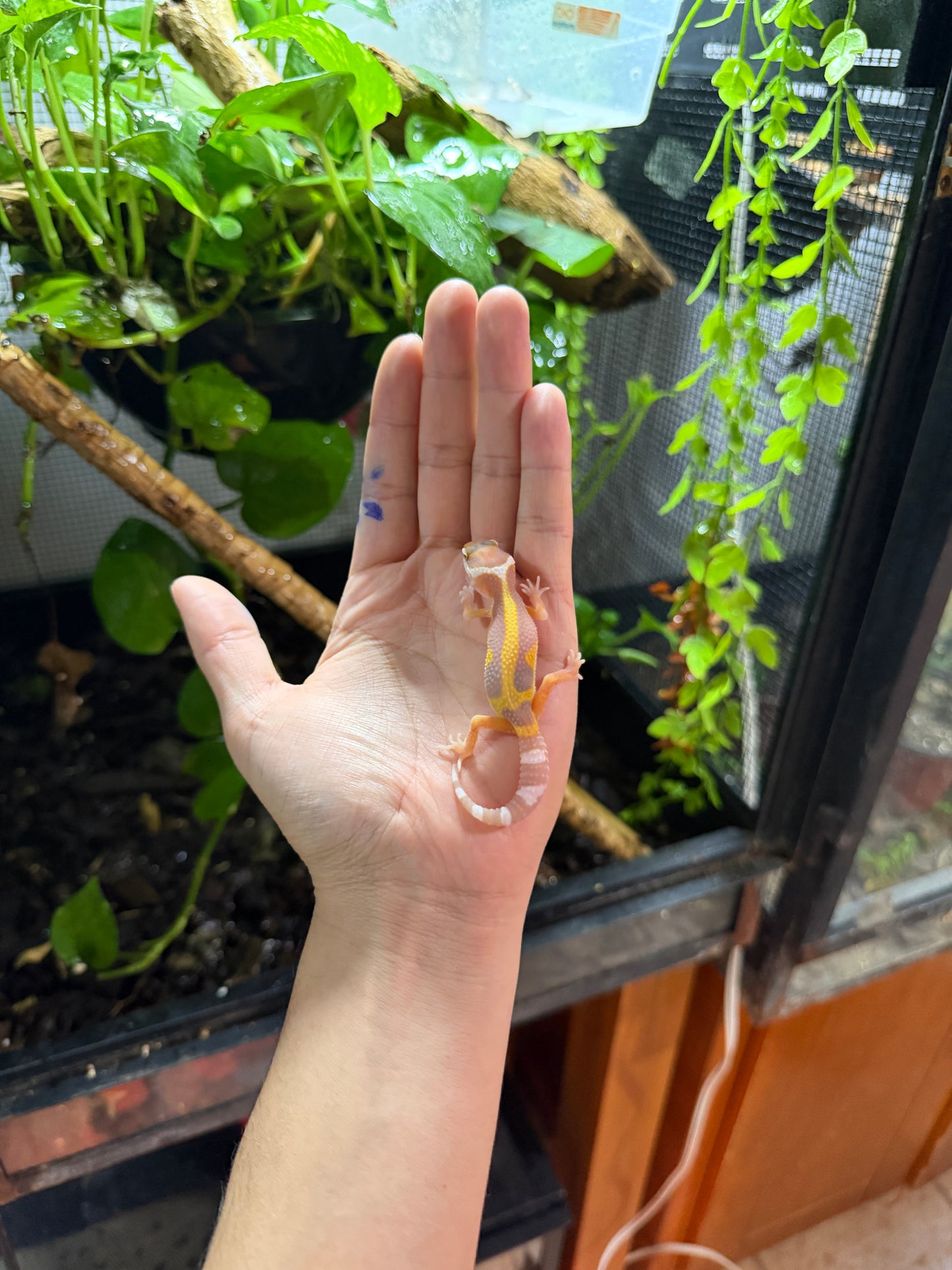 GECKO LEOPARDO TANGERINE TREMPER REVERSE STRIPE 62