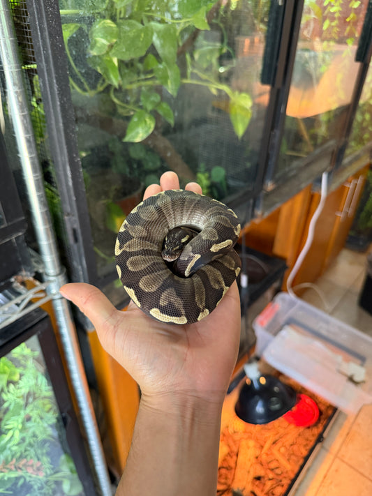 PITÓN BOLA MOJAVE GHI HEMBRA (CON MICROCHIP)