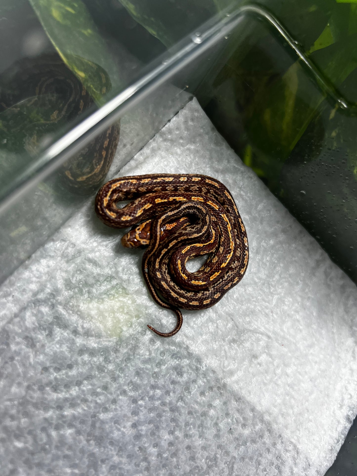 SERPIENTE MAICERA TESSERA HEMBRA 16